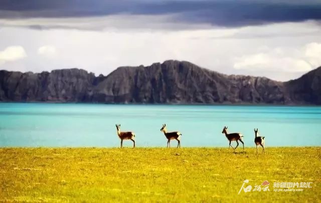 阿爾金山國(guó)家級(jí)自然保護(hù)區(qū)美景。保護(hù)區(qū)提供